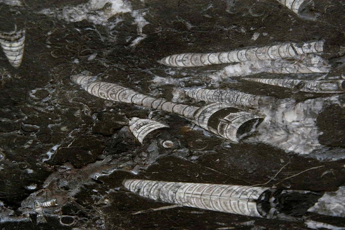 化石黑（Nero Fossile）：完整指南