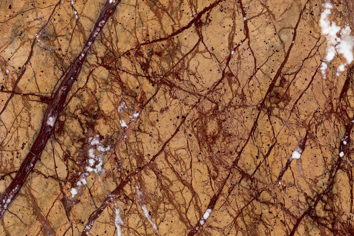 Rain Forest Gold