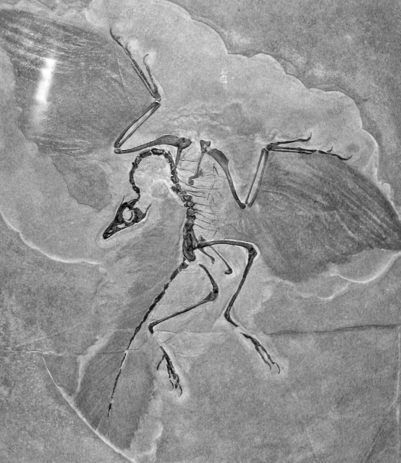 Pietra di Solnhofen: guida completa